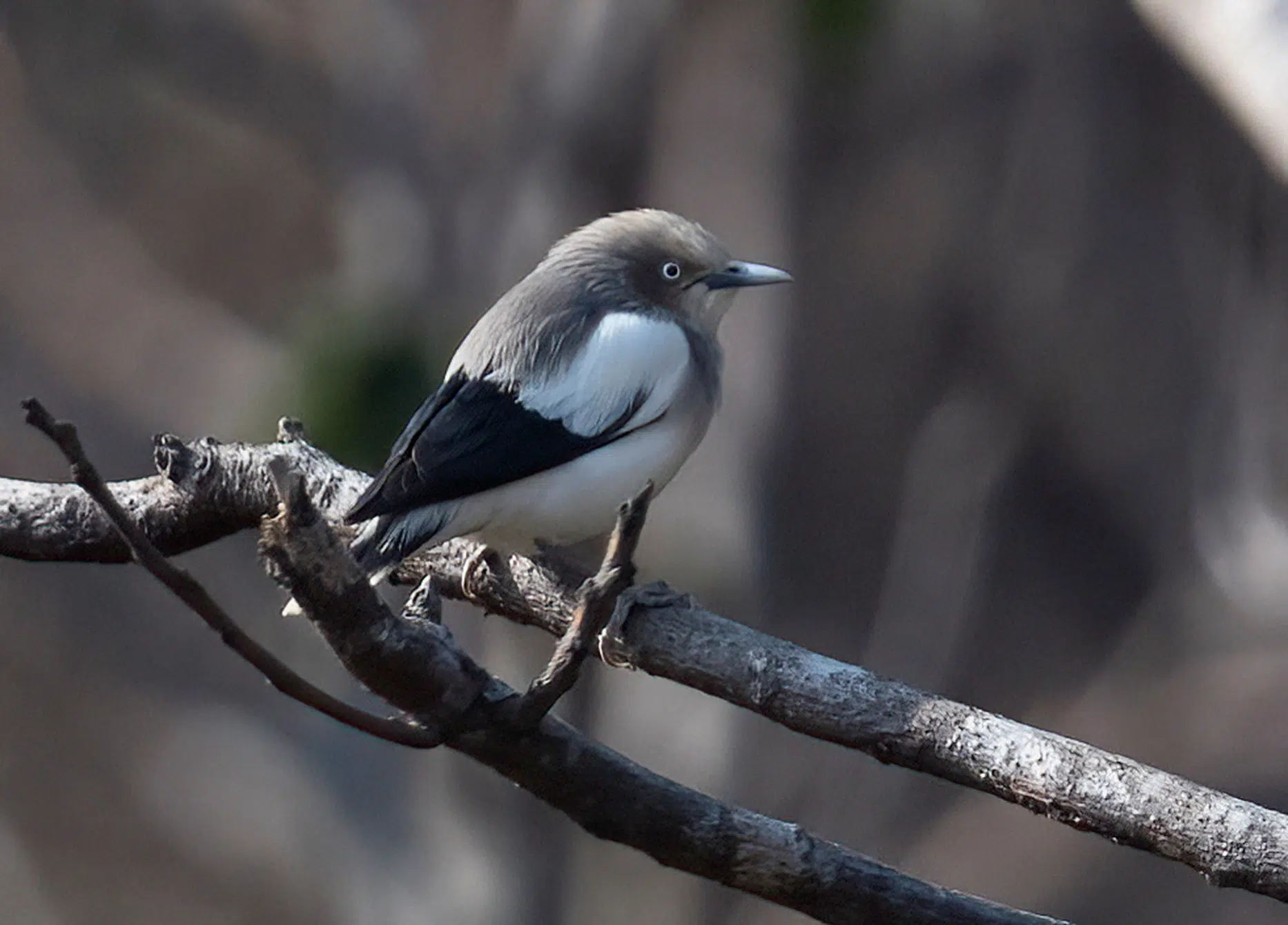 Một số kết quả trong nghiên cứu thành phần các loài chim tại Vườn quốc gia Bái Tử Long (Kỳ 2: Các loài chim rừng Vườn quốc gia Bái Tử Long) 19 005 4