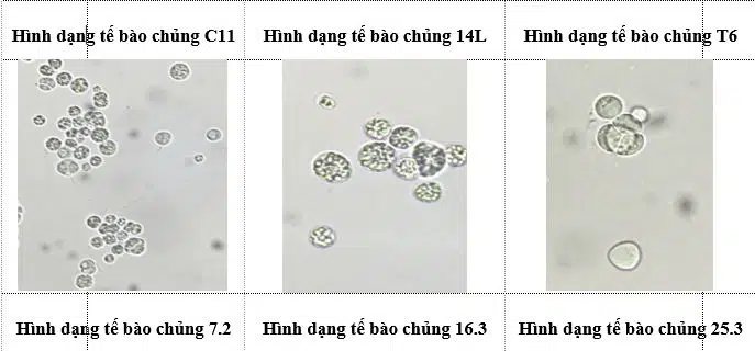 Phân lập và nuôi cấy thành công 6 chủng vi tảo dị dưỡng thu thập tại Vườn Quốc gia Bái Tử Long 15 005