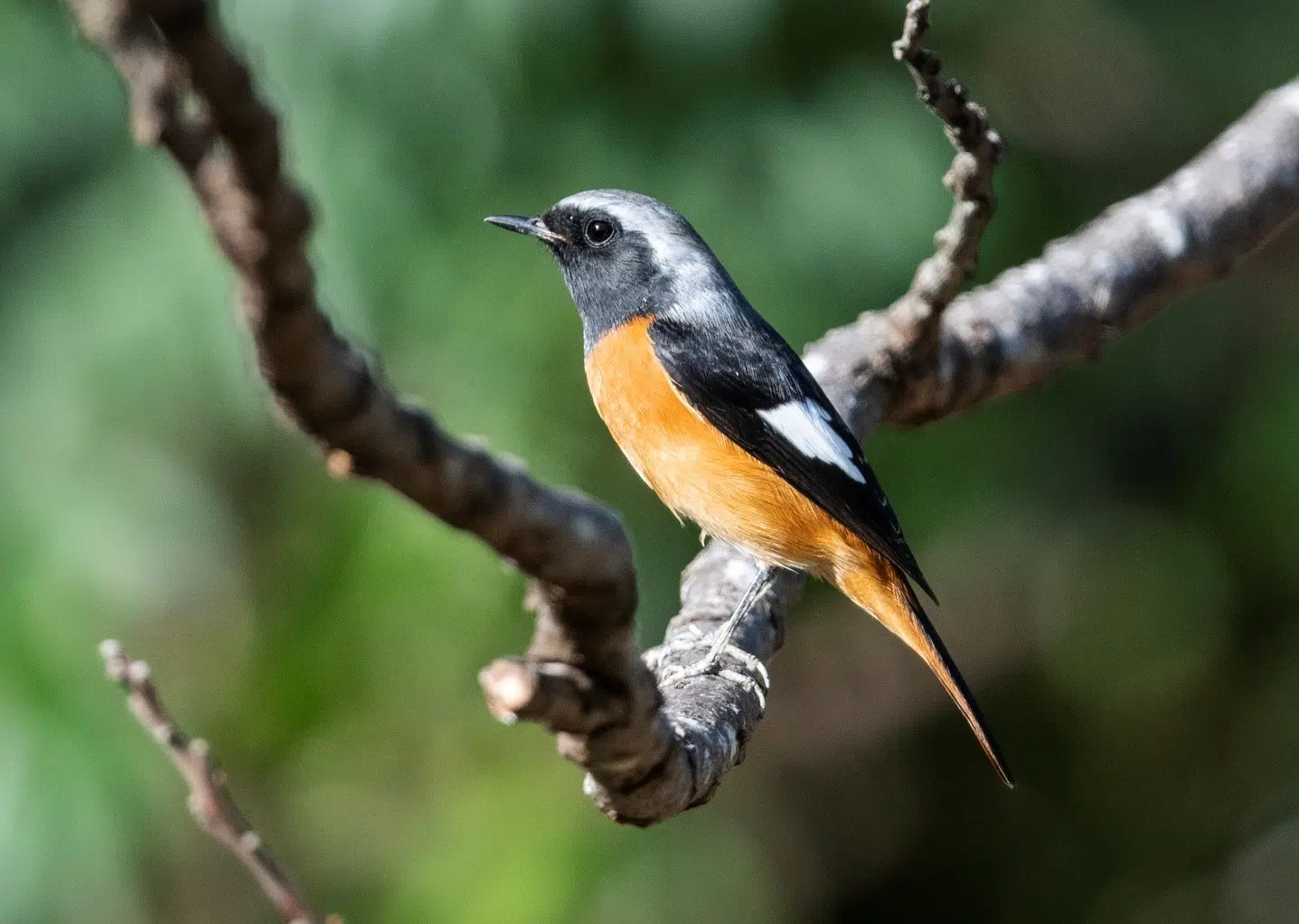 Một số kết quả trong nghiên cứu thành phần các loài chim tại Vườn quốc gia Bái Tử Long (Kỳ 2: Các loài chim rừng Vườn quốc gia Bái Tử Long) 20 006 1