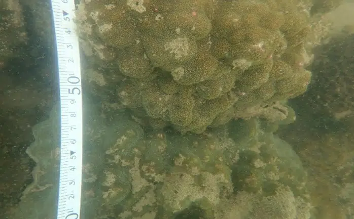 Giám sát rạn san hô đợt 2 năm 2025 8 002 4