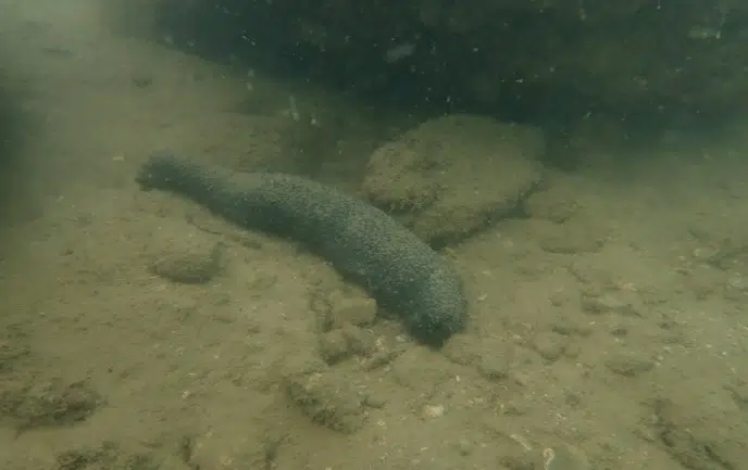 Giám sát rạn san hô đợt 2 năm 2025 9 003 3