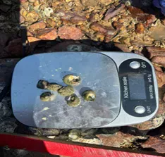 Vườn quốc gia Bái Tử Long triển khai giám sát động vật đáy vùng triều đợt 2 năm 2025 12 004