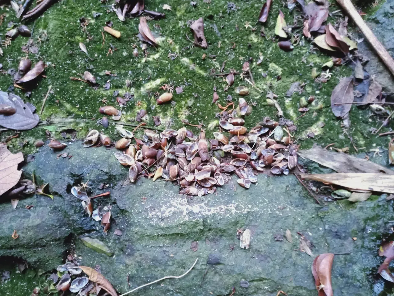 Giám sát động vật hoang dã trên các đảo của Vườn quốc gia Bái Tử Long đợt 2 năm 2025 17 005 2