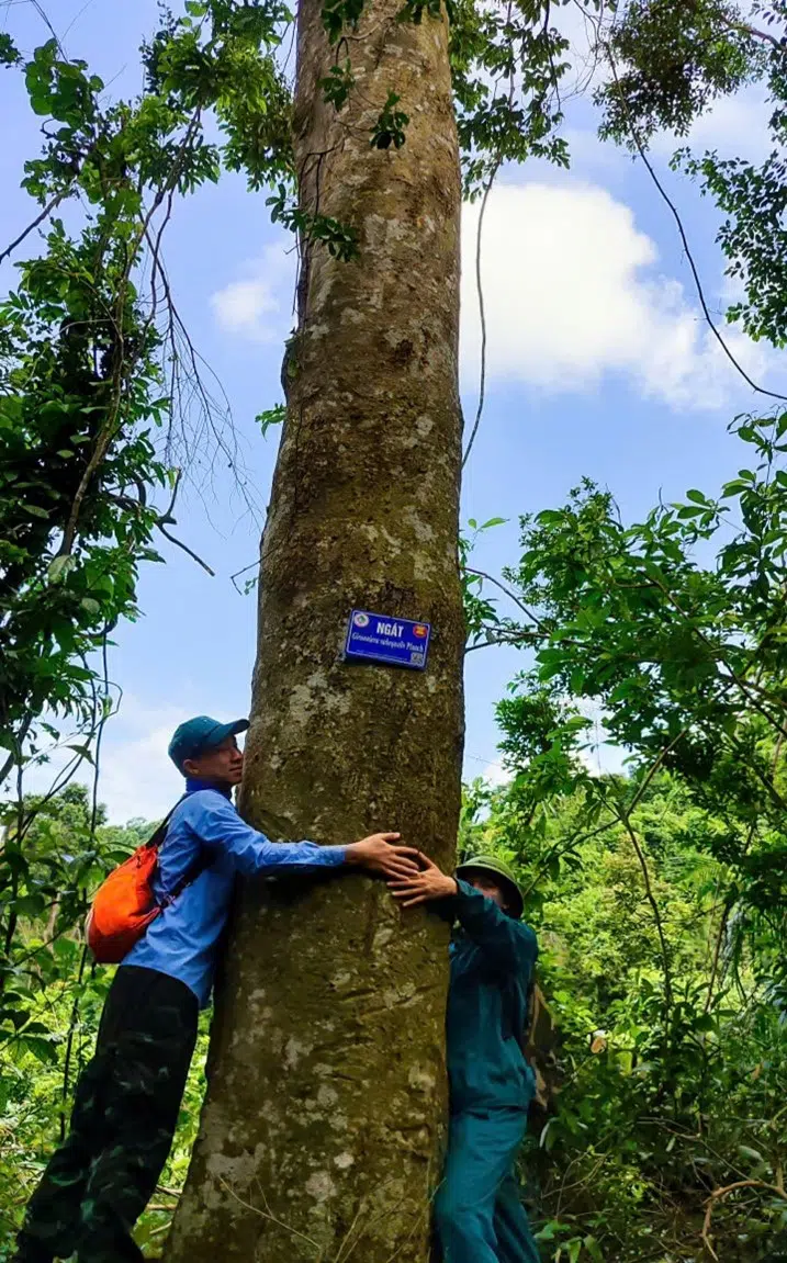 Hoạt động Giám sát cây gỗ lớn tại đảo Ba Mùn – Vườn quốc gia Bái Tử Long 17 005