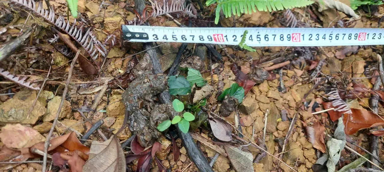 Giám sát động vật hoang dã trên các đảo của Vườn quốc gia Bái Tử Long đợt 2 năm 2025 18 006 2