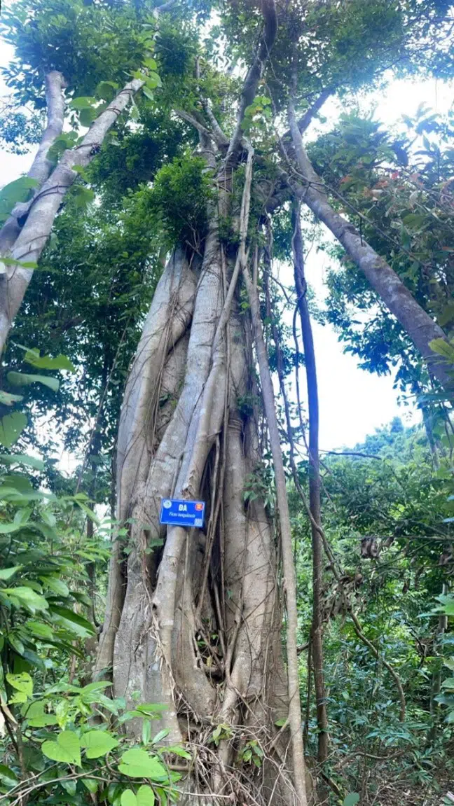 Hoạt động Giám sát cây gỗ lớn tại đảo Ba Mùn – Vườn quốc gia Bái Tử Long 18 006