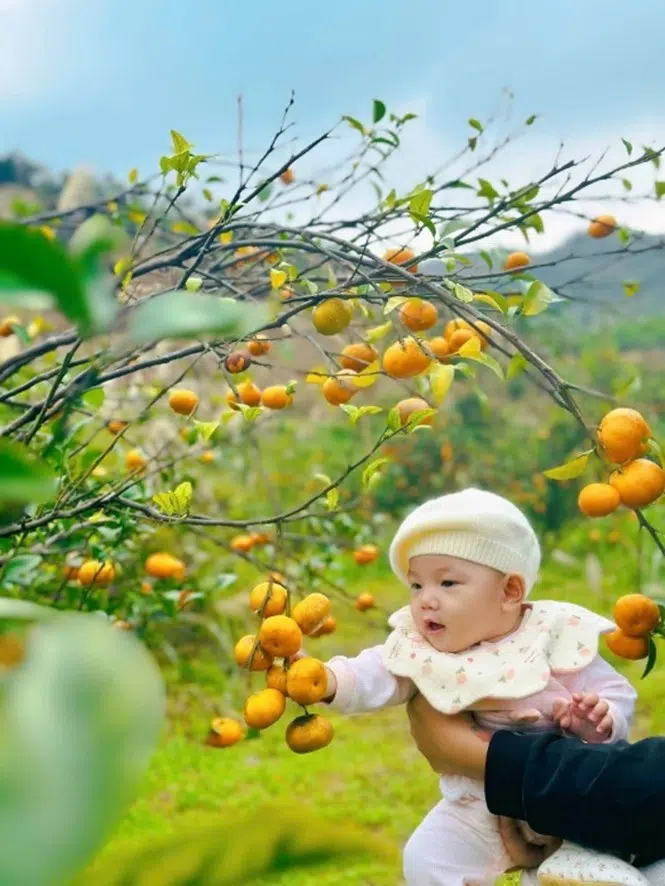 Lạc bước giữa "khu vườn kỳ diệu" Vạn Yên mùa cam chín rộ 8 FB PhamHalong