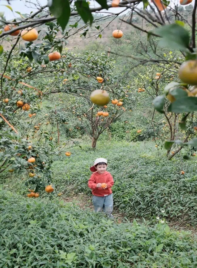 Lạc bước giữa "khu vườn kỳ diệu" Vạn Yên mùa cam chín rộ 9 FB PhamHalong2