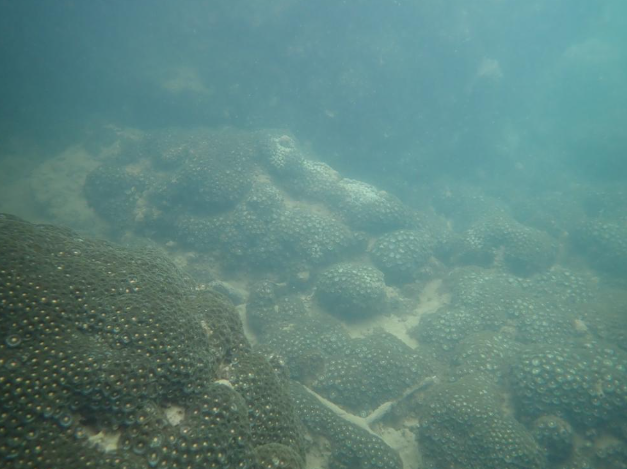 ca3