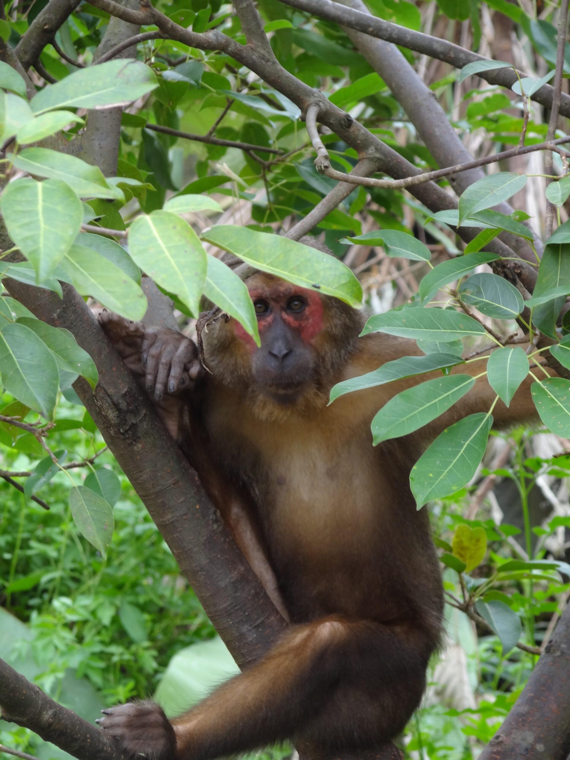 Khỉ mặt đỏ - Macaca arctoides (Geoffroy, 1831)