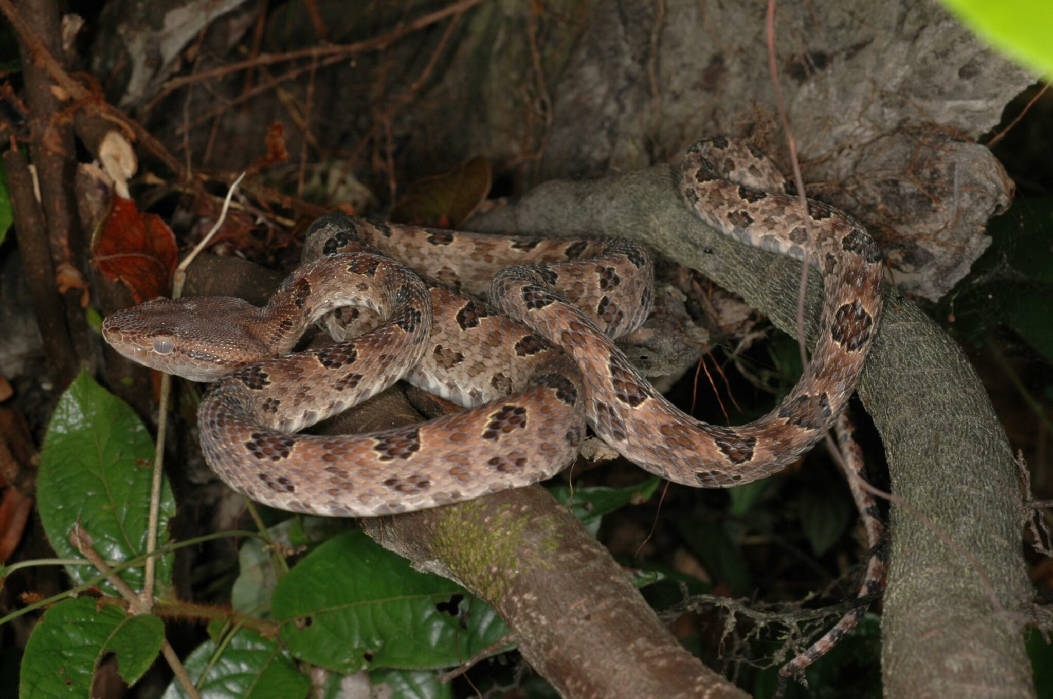 Protobothrops mucrosquamatus