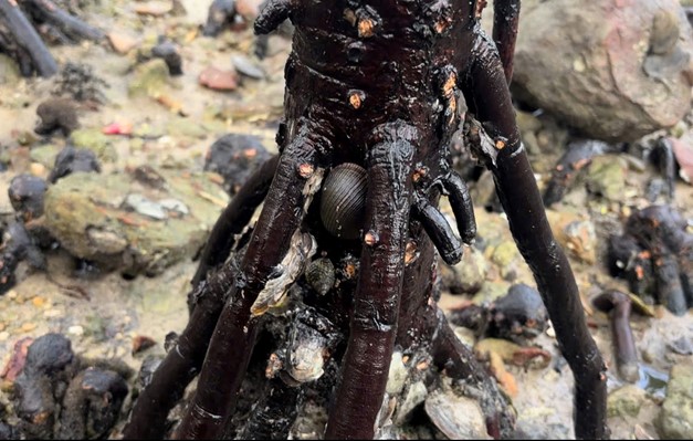 Kiểm tra, theo dõi mô hình bảo tồn nguồn gen Ốc đĩa tại Vụng Cái Quýt, Vườn quốc gia Bái Tử Long (đợt 2) năm 2025 10 002