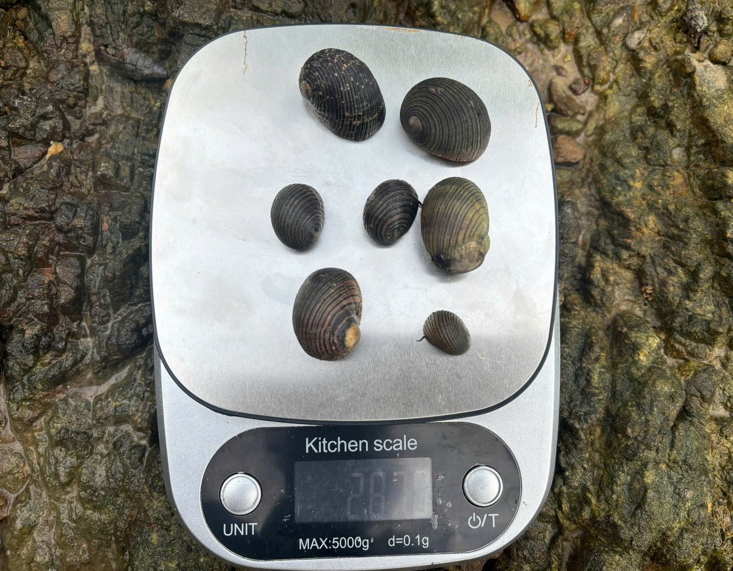 Kiểm tra, theo dõi mô hình bảo tồn nguồn gen Ốc đĩa tại Vụng Cái Quýt, Vườn quốc gia Bái Tử Long (đợt 2) năm 2025 11 003