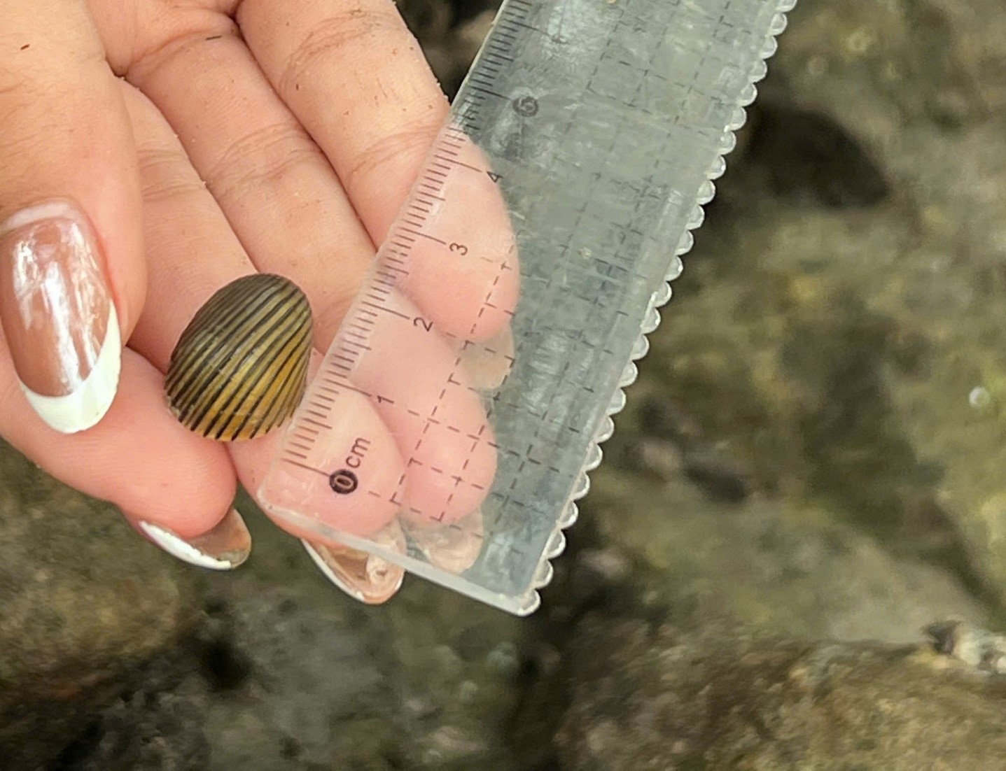 Kiểm tra, theo dõi mô hình bảo tồn nguồn gen Ốc đĩa tại Vụng Cái Quýt, Vườn quốc gia Bái Tử Long (đợt 2) năm 2025 12 004