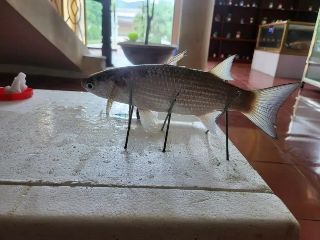Thu thập mẫu sinh vật biển phục vụ trưng bày tại Nhà Bảo tàng đa dạng sinh học Vườn quốc gia Bái Tử Lomg đợt 1 năm 2025