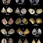 Đa dạng thành phần loài và đặc điểm phân bố của lớp Thân mềm chân bụng (Mollusca: Gastropoda) tại Vườn quốc gia Bái Tử Long, Quảng Ninh