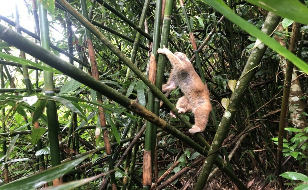 Ban quản lý Vườn quốc gia Bái Tử Long tiếp nhận 01 cá thể Cu ly nhỏ (Nycticebus pygmaeus) cứu hộ và tái thả về môi trường sống tự nhiên