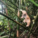 Ban quản lý Vườn quốc gia Bái Tử Long tiếp nhận 01 cá thể Cu ly nhỏ (Nycticebus pygmaeus) cứu hộ và tái thả về môi trường sống tự nhiên