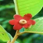 Vườn quốc gia Bái Tử Long: Hoàn thành thu thập mẫu vật đợt 2 năm 2025 phục vụ trưng bày Bảo tàng Đa dạng sinh học