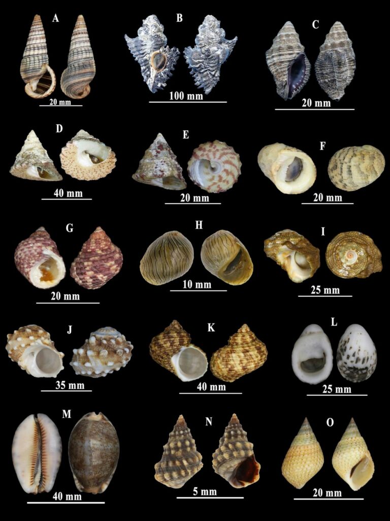 Đa dạng thành phần loài và đặc điểm phân bố của lớp Thân mềm chân bụng (Mollusca: Gastropoda) tại Vườn quốc gia Bái Tử Long, Quảng Ninh