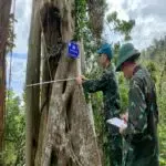 Vườn quốc gia Bái Tử Long triển khai giám sát hiện trạng cây gỗ lớn đợt 5 năm 2025