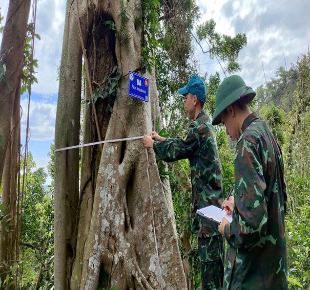 Vườn quốc gia Bái Tử Long triển khai giám sát hiện trạng cây gỗ lớn đợt 5 năm 2025 11 002 6