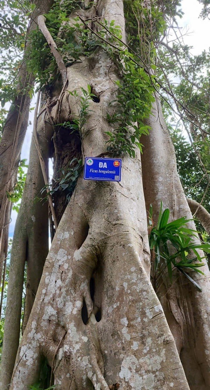 Vườn quốc gia Bái Tử Long triển khai giám sát hiện trạng cây gỗ lớn đợt 5 năm 2025 15 006 1