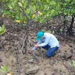 Thu thập mẫu sinh vật biển phục vụ trưng bày tại Bảo tàng Đa dạng sinh học – Vườn quốc gia Bái Tử Long