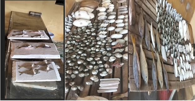 Thu thập mẫu sinh vật biển phục vụ trưng bày tại Bảo tàng Đa dạng sinh học - Vườn quốc gia Bái Tử Long 3 hiee