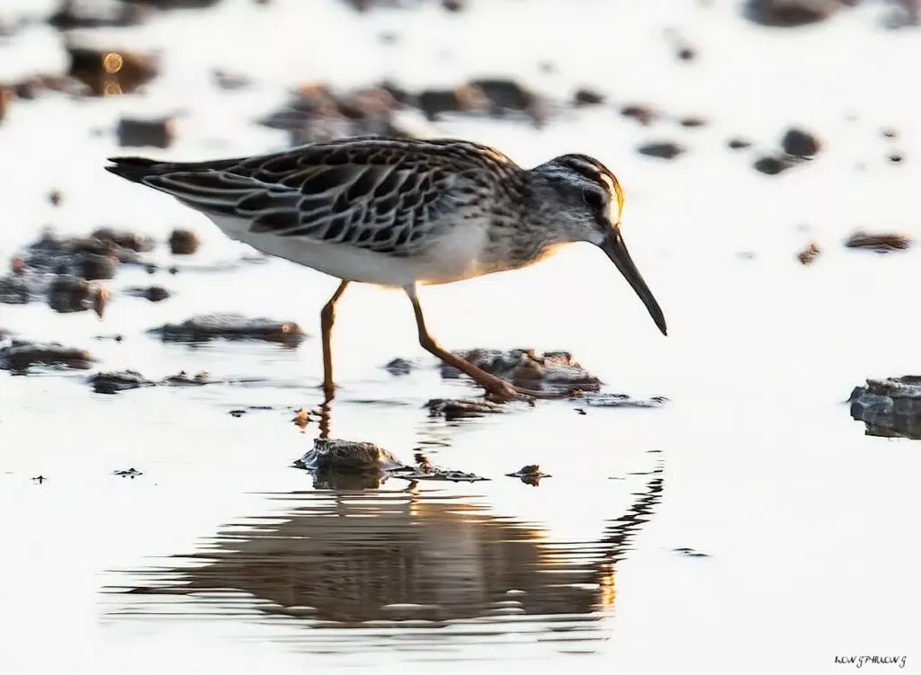 Vườn quốc gia Bái Tử Long lần đầu tiên ghi nhận “kho báu sống”, cần được bảo vệ nghiêm ngặt
