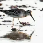 Ghi nhận loài chim Rẽ mỏ rộng, tình trạng bảo tồn sắp nguy cấp tại Vườn quốc gia Bái Tử Long