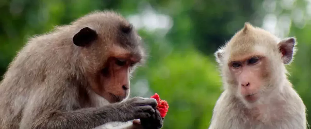 Kèo rung là gì cùng casino PKWIN - Chiến Thuật Chinh Phục Nhà Cái Thời Thượng