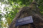 VẠNG TRỨNG